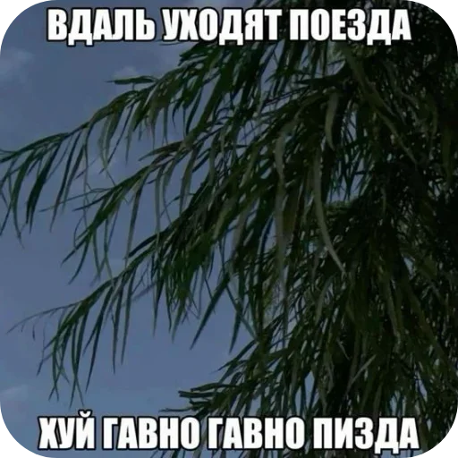 🌌 Стикер «Лесные летние мемы» для Telegram