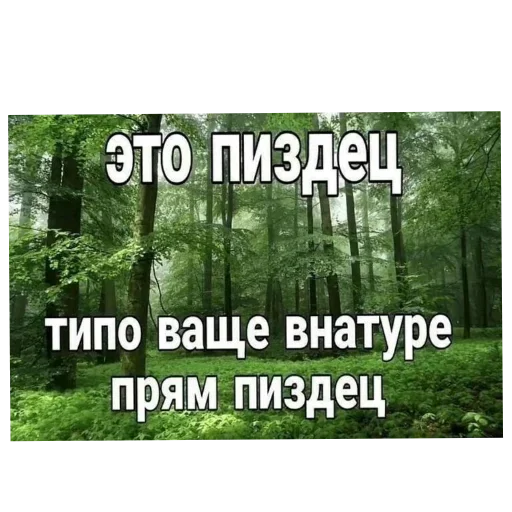🌲 Стикер «Лесные летние мемы» для Telegram