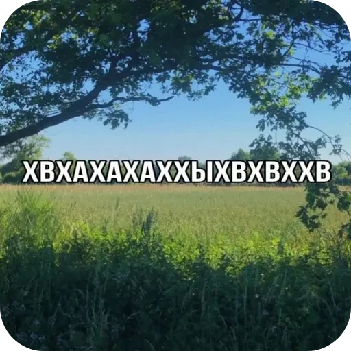 🌌 Стикер «Лесные летние мемы» для Telegram