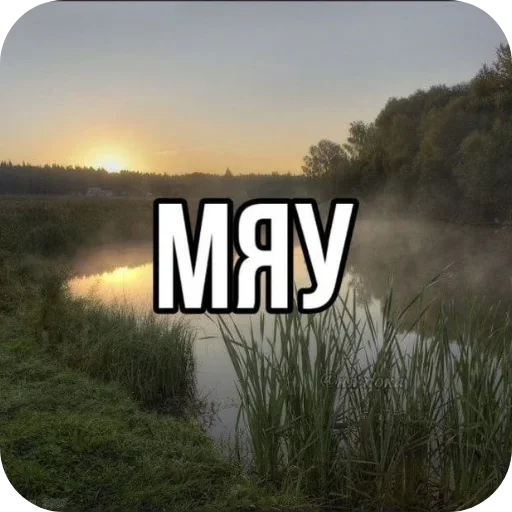 🌌 Стикер «Лесные летние мемы» для Telegram