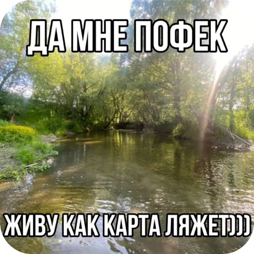 🖼 Стикер «Лесные летние мемы» для Telegram