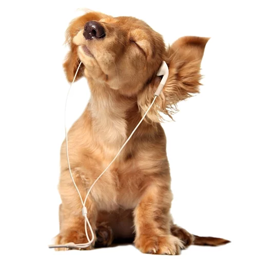 🎶 Стикер «Sexy Animals» для Telegram