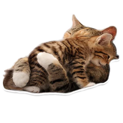 Стикерпак Sexy Animals для Telegram — скачать