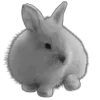 🖤 Эмодзи «Sexy Bw» для Telegram
