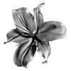 🖤 Эмодзи «Sexy Bw» для Telegram