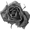 🖤 Эмодзи «Sexy Bw» для Telegram