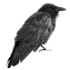 🖤 Эмодзи «Sexy Bw» для Telegram
