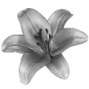 🖤 Эмодзи «Sexy Bw» для Telegram