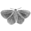 🖤 Эмодзи «Sexy Bw» для Telegram
