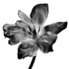 🖤 Эмодзи «Sexy Bw» для Telegram