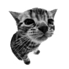 🖤 Эмодзи «Sexy Bw» для Telegram