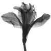 🖤 Эмодзи «Sexy Bw» для Telegram