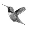 🖤 Эмодзи «Sexy Bw» для Telegram