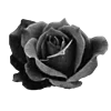 🖤 Эмодзи «Sexy Bw» для Telegram