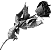 🖤 Эмодзи «Sexy Bw» для Telegram