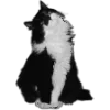 🖤 Эмодзи «Sexy Bw» для Telegram