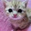 🥺 Эмодзи «sexy human» для Telegram