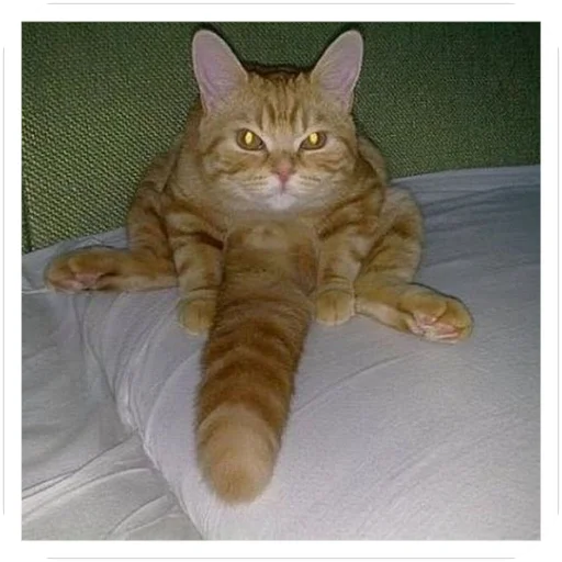 🐱 Стикер «Шапокляк» для Telegram