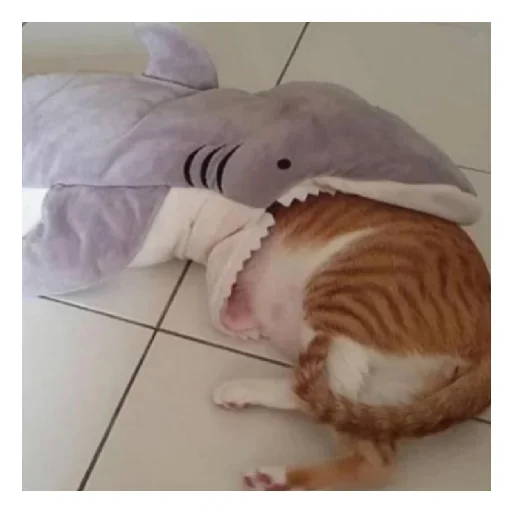 😡 Стикер «shark» для Telegram