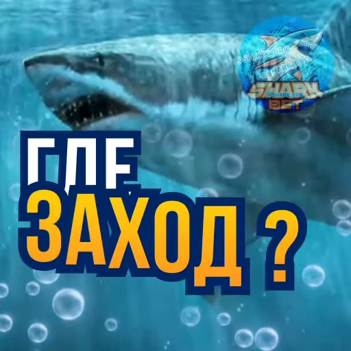 🧐 Стикер «Sharkbet» для Telegram