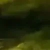 🐱 Эмодзи «we live, we love, we lie..» для Telegram
