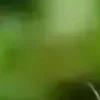 🐱 Эмодзи «we live, we love, we lie..» для Telegram