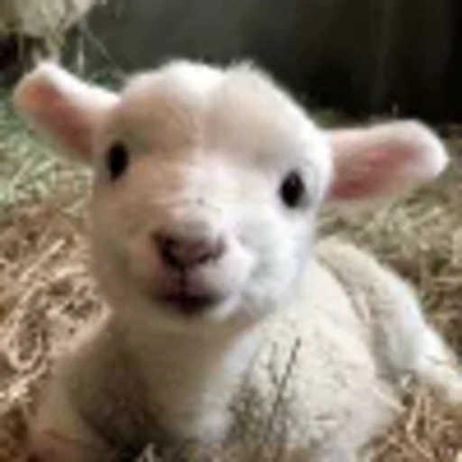 🤩 Эмодзи «Овечки» для Telegram