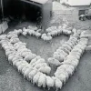 🤩 Эмодзи «Овечки» для Telegram