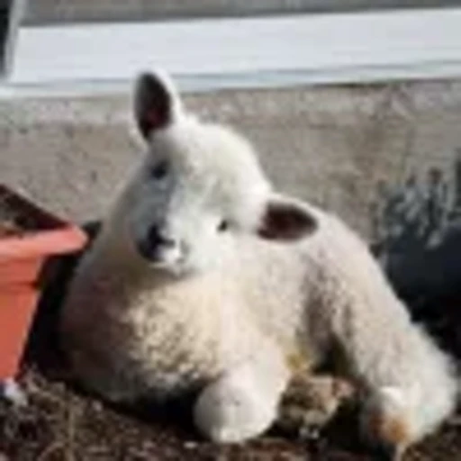 🐑 Эмодзи «Овечки» для Telegram