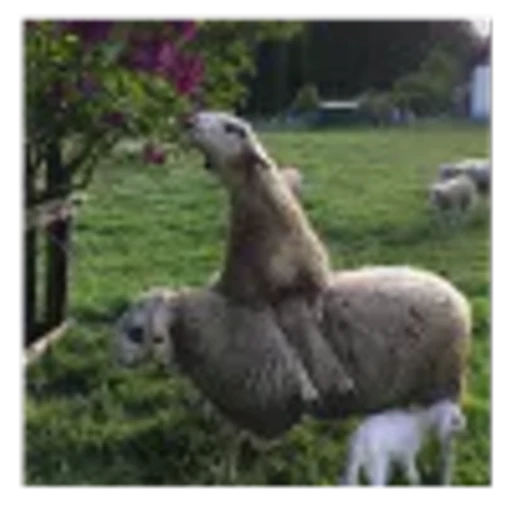 🐑 Эмодзи «Овечки» для Telegram