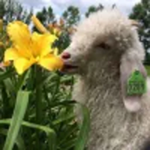 🤩 Эмодзи «Овечки» для Telegram