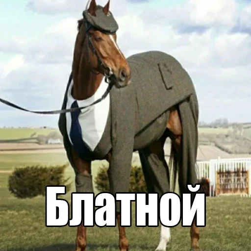 😎 Стикер «shel» для Telegram