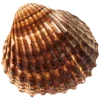 🌟 Эмодзи «Ракушки» для Telegram