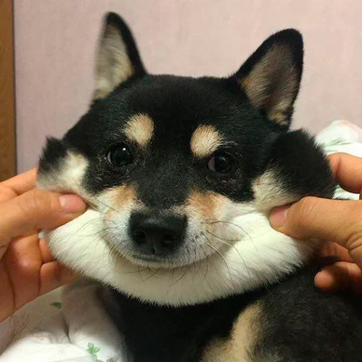 Стикерпак Shibes для Telegram — скачать