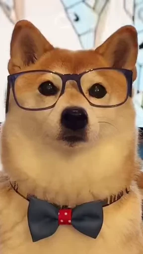 Стикерпак Shiba Inu Vimdeos для Telegram — скачать