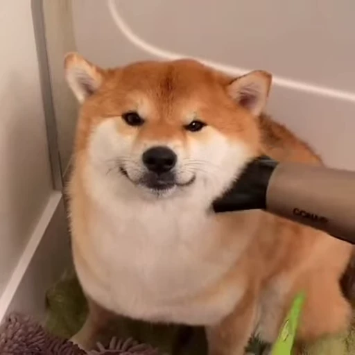 🙂 Стикер «Shiba Inu Vimdeos» для Telegram
