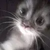 🎉 Эмодзи «shine #girl» для Telegram