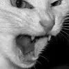 🐈 Эмодзи «shine #girl» для Telegram