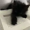 🐱 Эмодзи «shine #girl» для Telegram