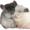 🤩 Эмодзи «🤩шиншилла» для Telegram