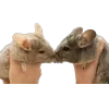 🤩 Эмодзи «🤩шиншилла» для Telegram