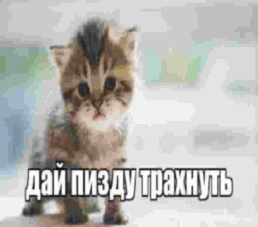 🤍 Стикер «shlrona» для Telegram
