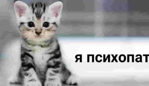 🤍 Стикер «shlrona» для Telegram