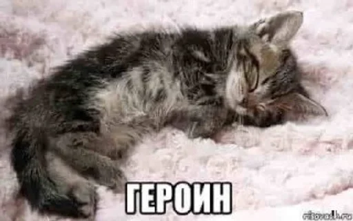 🤍 Стикер «shlrona» для Telegram