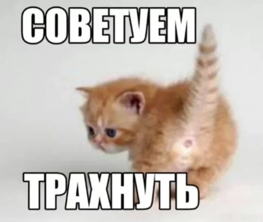 ☠️ Стикер «shlrona» для Telegram