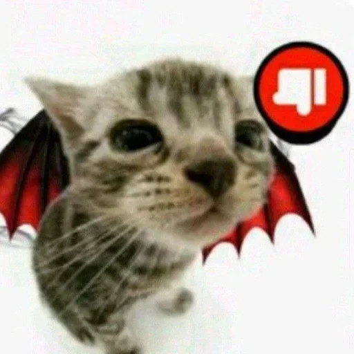 🐿 Стикер «shlrona» для Telegram