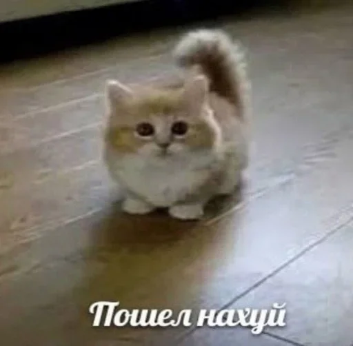 ☠️ Стикер «shlrona» для Telegram