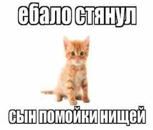 🤍 Стикер «shlrona» для Telegram