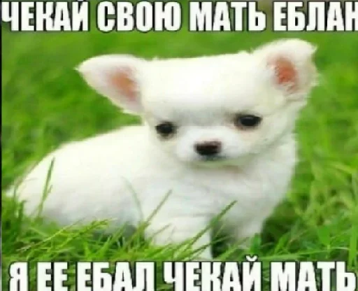🤍 Стикер «shlrona» для Telegram