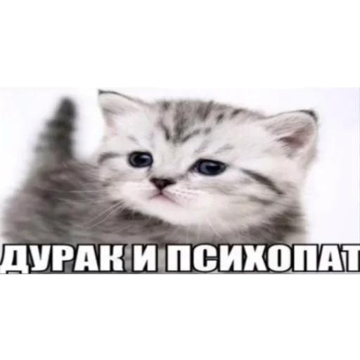 🐜 Стикер «shlrona» для Telegram
